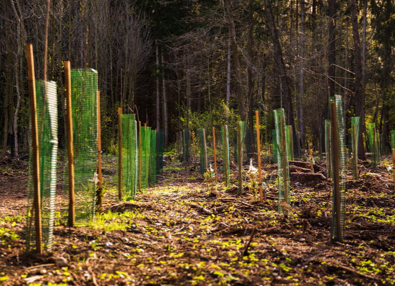 Newly planted trees in the forest